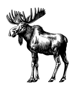 recommend clip art: moose engraving black and white outline