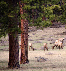 Rocky Mountain scenery and landscapes