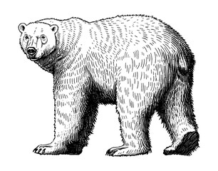 polar bear engraving black and white outline
