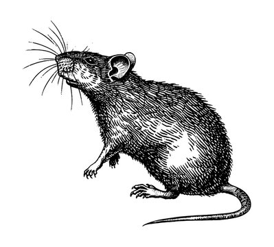 recommend clip art: rat engraving black and white outline