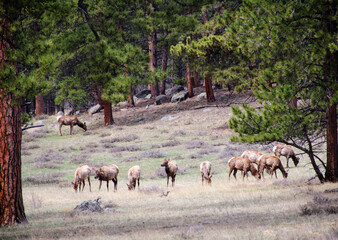 rocky mountain scenery and landscapes