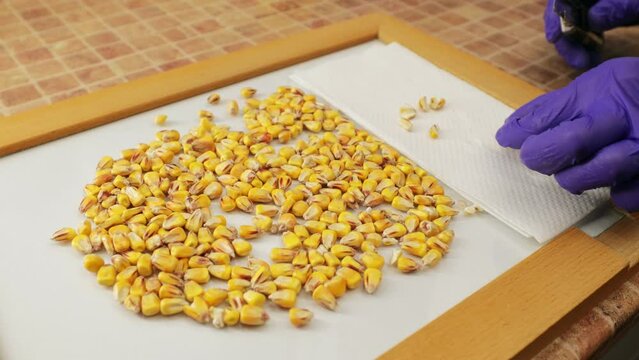 Crop of hand in blue glove taking big corn grain and cutting in with knife on table. Specialist examining inside of seed in laboratory to test viability and potential of agriculture plant.