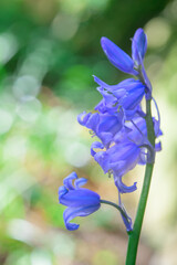 Close focus on purple bluebell flowers growing in a garden in Wakefield, West Yorkshire