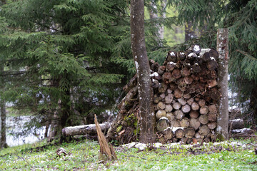 firewood in the forest