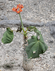 Jatropha podagrica is a succulent plant in the family Euphorbiaceae, native to the tropical...