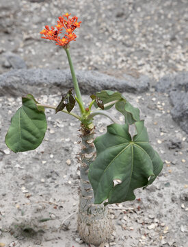 Jatropha podagrica is a succulent plant in the family Euphorbiaceae, native to the tropical Americas. Common names include Gout Plant, Gout Stalk, Guatemalan Rhubarb, Coral Plant, Buddha Belly Plant