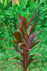 Hanjuang plant (Cordyline fruticosa) is an alternative traditional herbal medicine