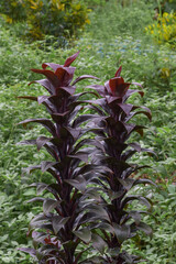 Hanjuang plant (Cordyline fruticosa) is an alternative traditional herbal medicine