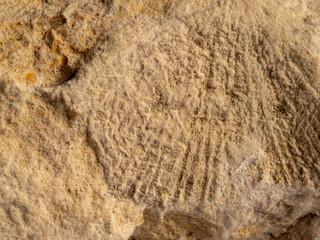 closeup of a fossilized shell imprint in limestone