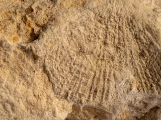Fotobehang closeup of a fossilized shell imprint in limestone © Маргарита Вайс