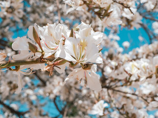 closeup beautiful white bauhinia flowers on a tree in spring