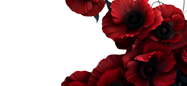 A white background with a bunch of red poppies on the right side.