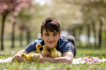 Beautiful children, boys, playing with little goslings in the park srpingtime - 795226923