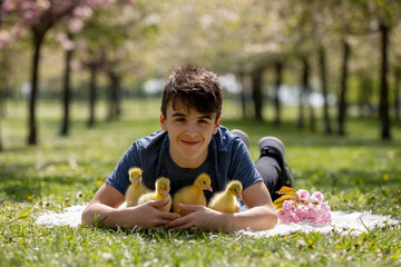Beautiful children, boys, playing with little goslings in the park srpingtime - 795226930