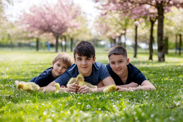 Beautiful children, boys, playing with little goslings in the park srpingtime - 795226948