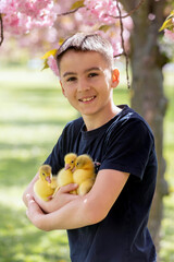 Beautiful children, boys, playing with little goslings in the park srpingtime - 795226953