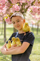Beautiful children, boys, playing with little goslings in the park srpingtime - 795226965