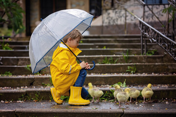 Cute little school child, playing with little gosling in the park on a rainy day - 795226998