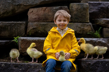 Cute little school child, playing with little gosling in the park on a rainy day - 795227115