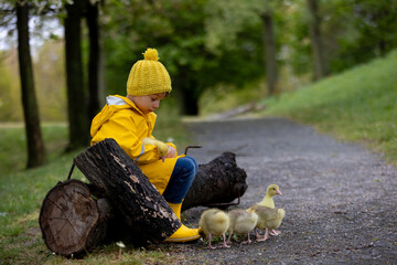 Cute little school child, playing with little gosling in the park on a rainy day - 795227129