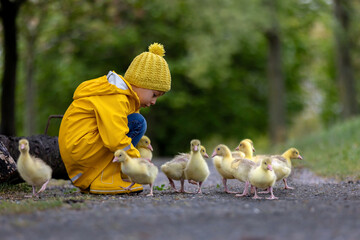 Cute little school child, playing with little gosling in the park on a rainy day - 795227157