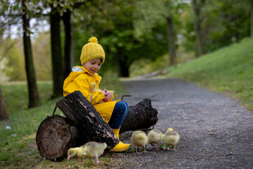 Cute little school child, playing with little gosling in the park on a rainy day - 795227158