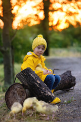 Cute little school child, playing with little gosling in the park on a rainy day - 795227163
