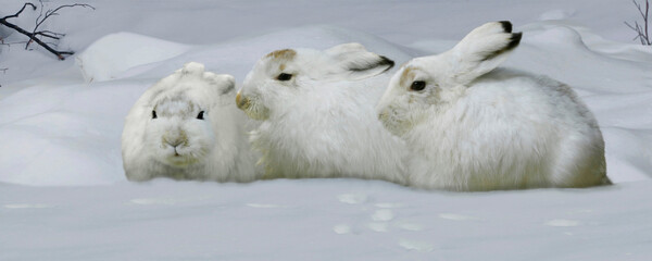 Schneehase (Lepus timidus) drei Hasen im Winterfell liegen im Schnee, Panorama  - obrazy, fototapety, plakaty
