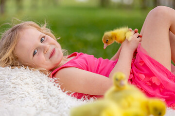 Happy beautiful child, girl kid, playing with small beautiful ducklings or goslings, cute fluffy yellow animal birds - 795227321
