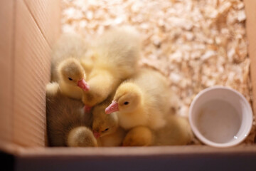 Happy beautiful child, kid, playing with small beautiful ducklings or goslings, cute fluffy animal birds - 795227328