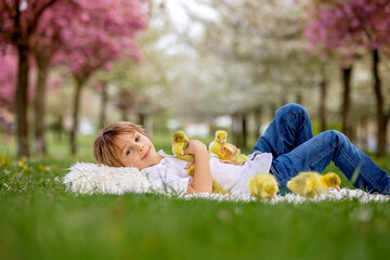 Happy beautiful child, kids, playing with small beautiful ducklings or goslings, cute fluffy animal birds - 795227344