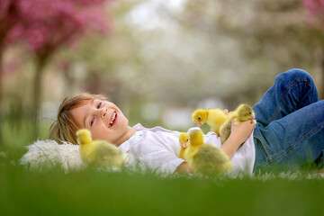Happy beautiful child, kids, playing with small beautiful ducklings or goslings, cute fluffy animal birds