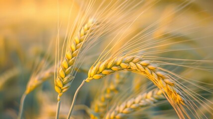Obraz premium Wheat field close-up view
