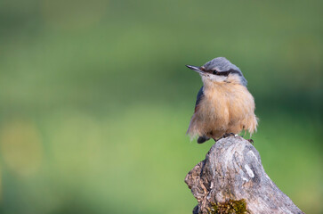 Eurasian nuthatch perching on a wooden perch.