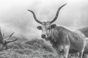 Hungarian grey cattle on animal farm