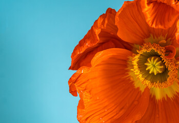 Macro orange poppy on a blue background. Extreme flower close-up. color bloom