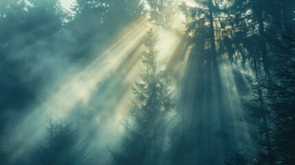 Naklejka premium Panoramic mystic atmosphere of natural foggy fir forest spruce trees with sunbeams. AI generated