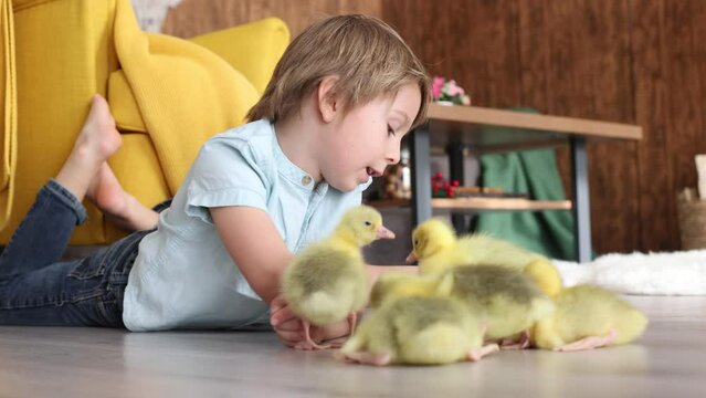 Happy beautiful child, kid, playing with small beautiful ducklings or goslings,, cute fluffy animal birds