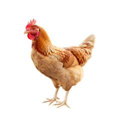 Fototapeta premium Brown red chicken white surface isolated farm animal poultry livestock agriculture nature domestic.