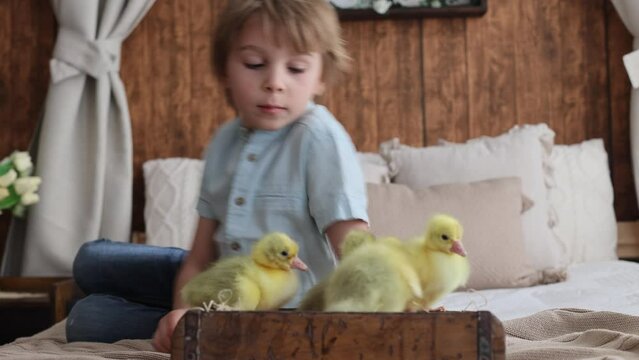 Happy beautiful child, kid, playing with small beautiful ducklings or goslings,, cute fluffy animal birds