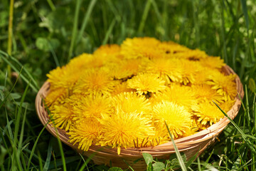 Yellow dandelion flowers in a wicker basket in green grass outdoors in spring