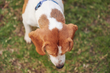 Brown beagle dog