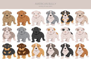 American bully puppy all colours clipart. Different coat colors set
