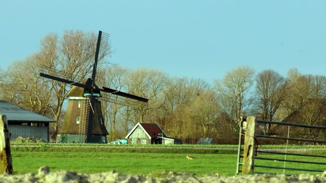 A typical Dutch windmill turns the windmill blades in the wind while a hare hops across the meadow in the Netherlands near the town of Schagen