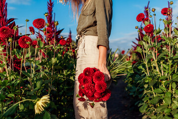 Freshly picked bouquet of red ball pompon dahlias on flower farm at sunset. Woman gardener picking flowers.