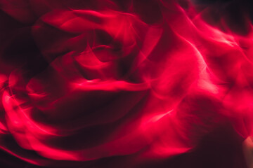 close up of red rose