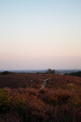 A dirt road leading through the heathland under a colourful sky during sunset, in the Veluwe park, The Netherlands