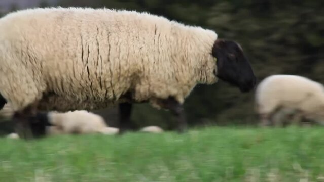 Schwarzkopfschaf - Schafe freiland auf einer Wiese in Deutschland