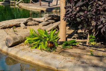 wooden bridge in the park