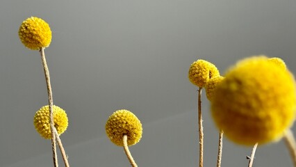 flower yellow ball